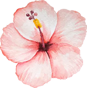 Illustration fleur hibiscus rose – visuel décoratif